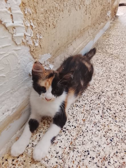 Chat à adopter