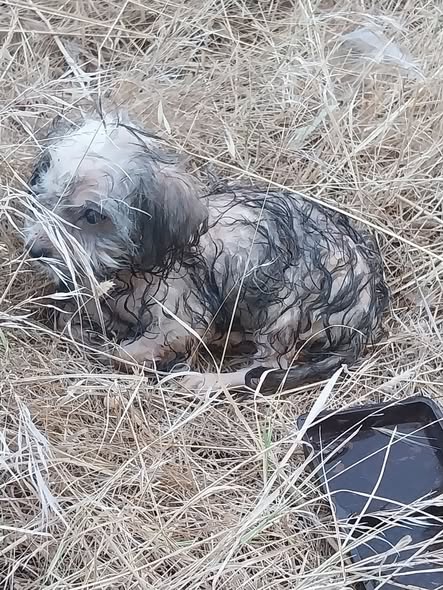 Chien à adopter