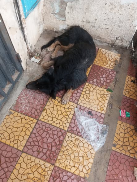 Chien à adopter — Pet adoption in Tunisia Bizerte