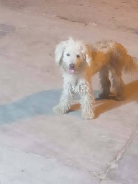 Chien à adopter