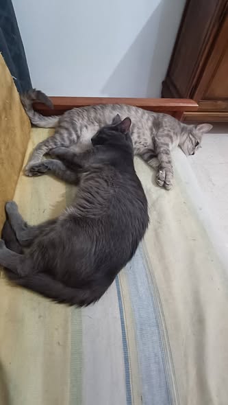 Animal à adopter