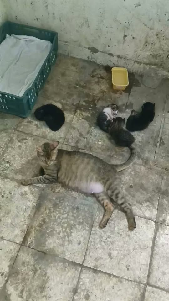 Chat à adopter