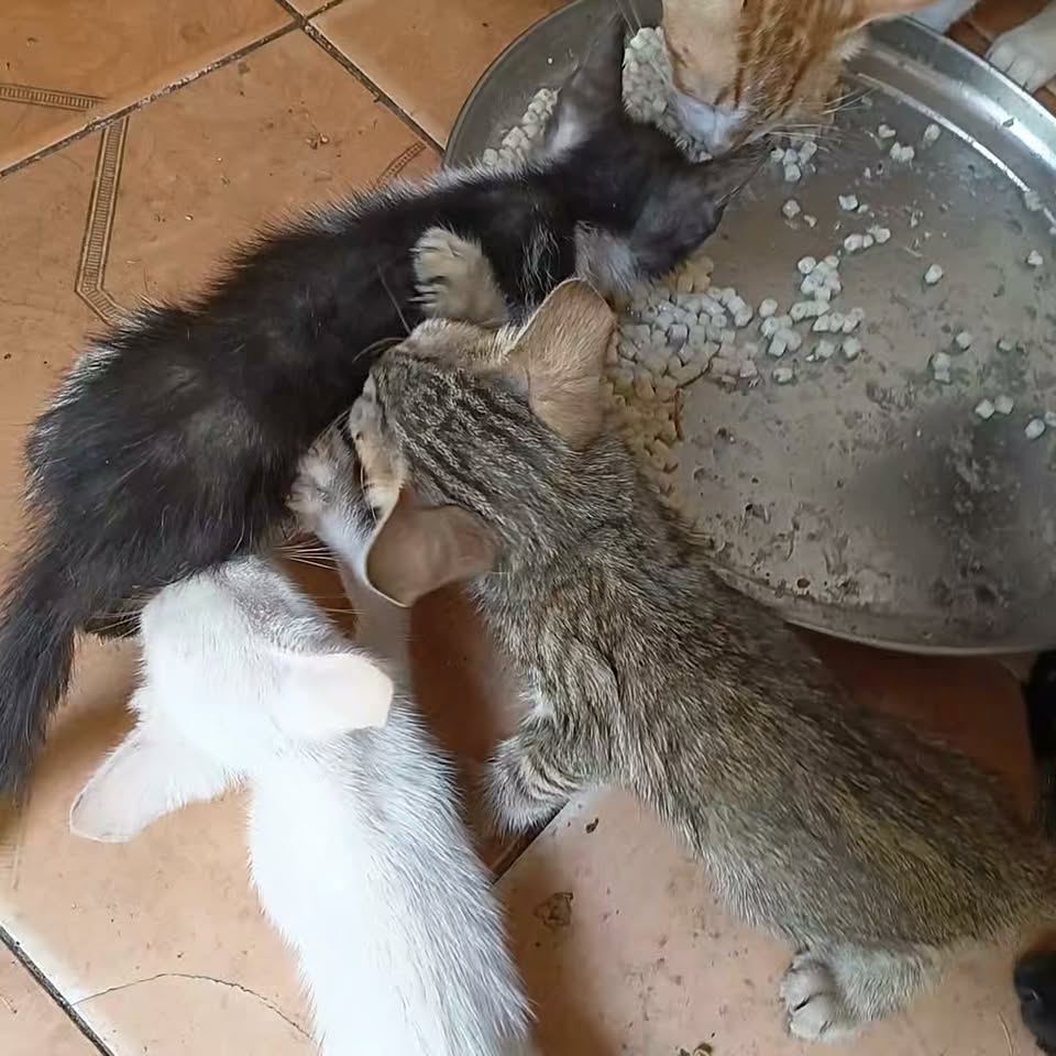 Chat à adopter