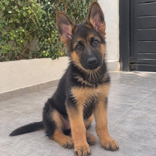 Chien à adopter