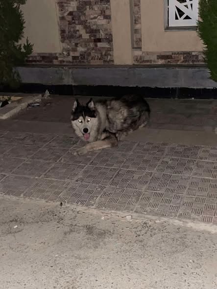 Chien à adopter