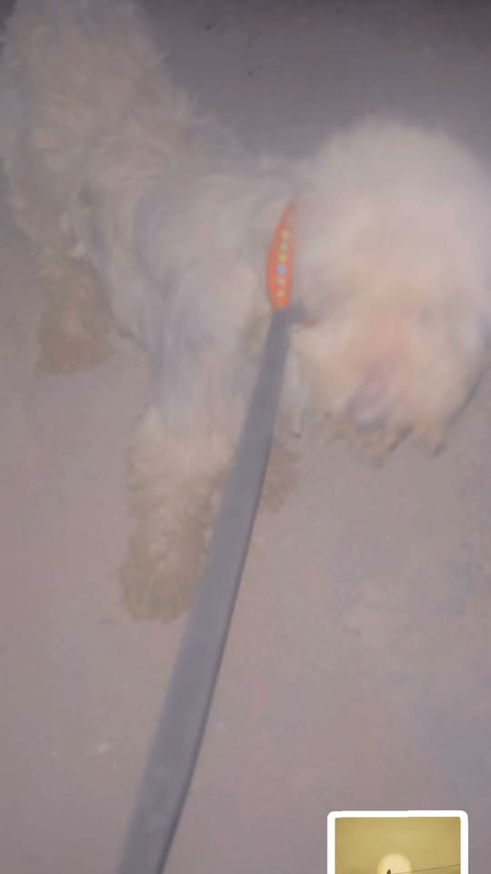 Chien à adopter