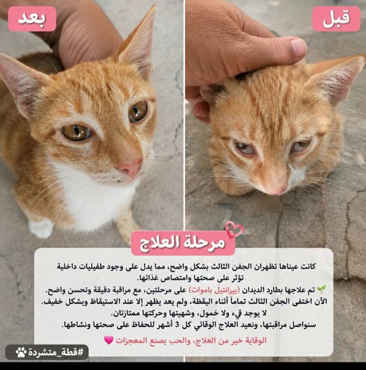 Chat à adopter