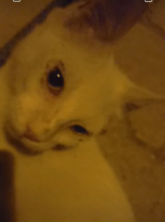 Chat à adopter