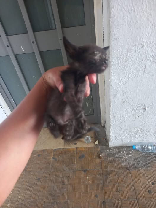 Chat à adopter