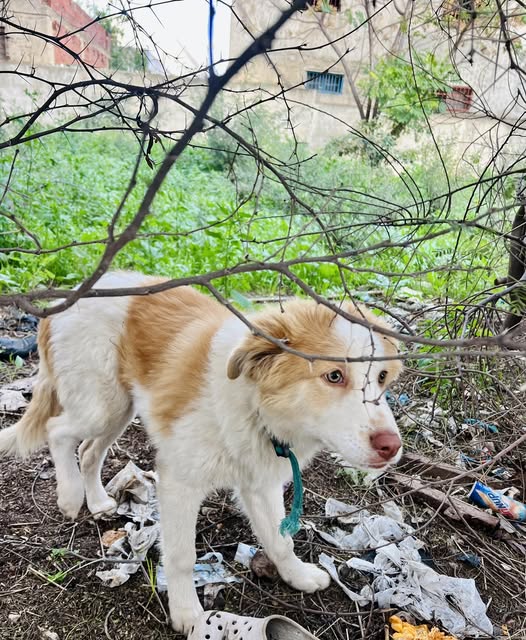 Chien à adopter