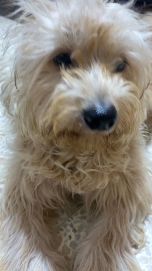 Chien à adopter