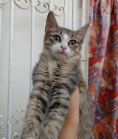Animal à adopter