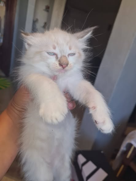 Chatons