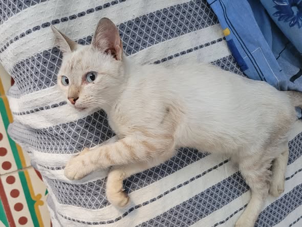 Chat à adopter — Adoption d'animaux en Tunisie Mahdia