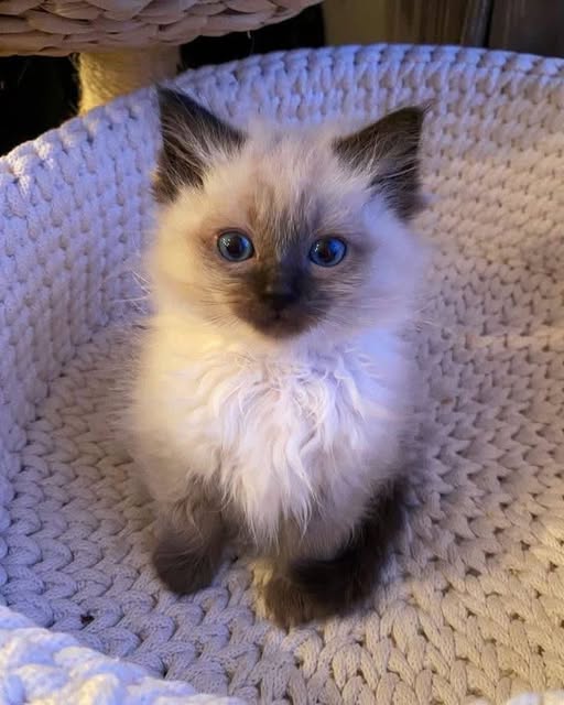 Chat à adopter