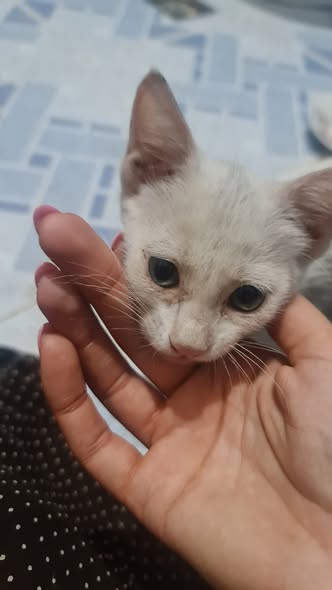 Chat à adopter