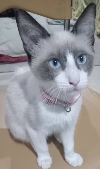 Chat à adopter