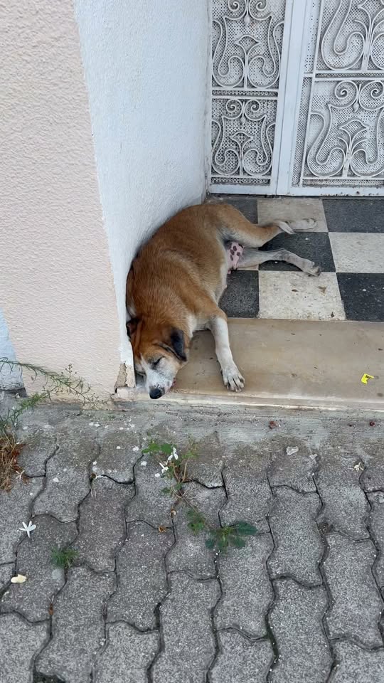 Chien à adopter