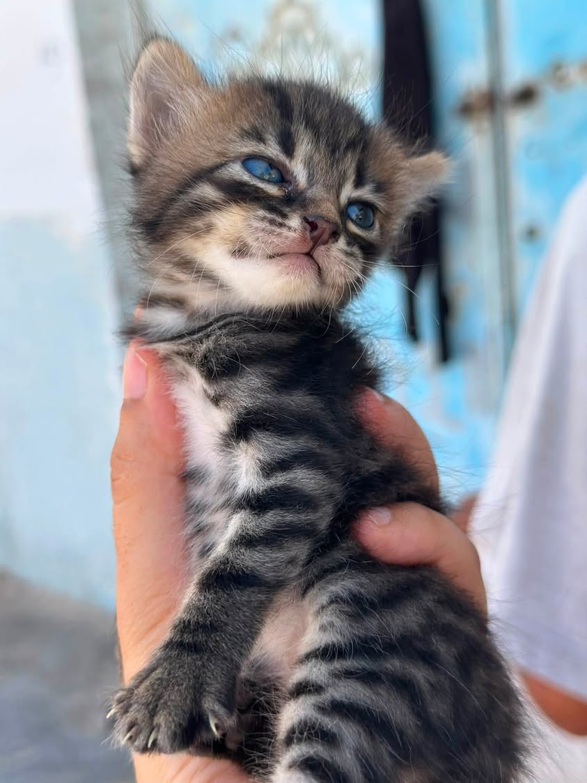 Chat à adopter