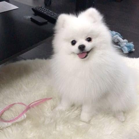 Chien à adopter