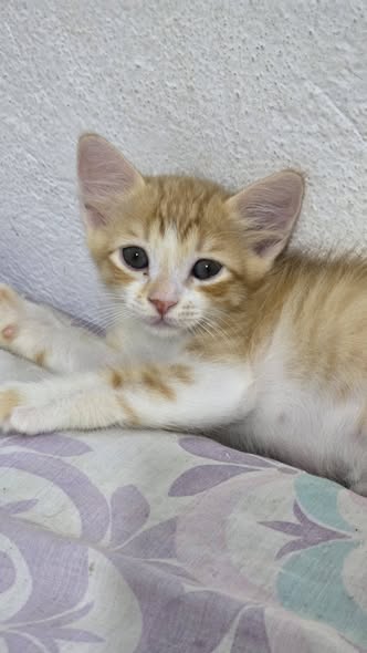 Chat à adopter