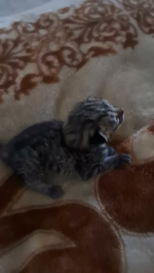 Chat à adopter