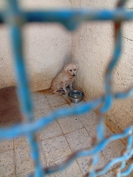 Pipittou_milo (Milo)