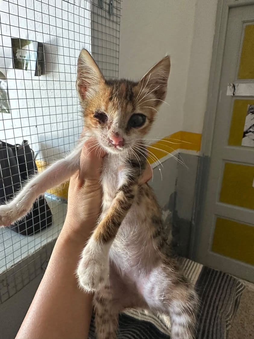 Chat à adopter