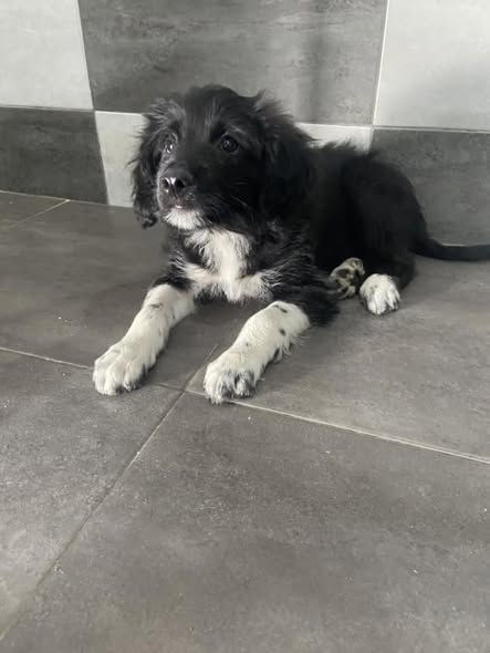 Chien à adopter