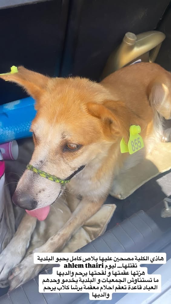 Chien à adopter