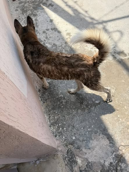 Chien à adopter
