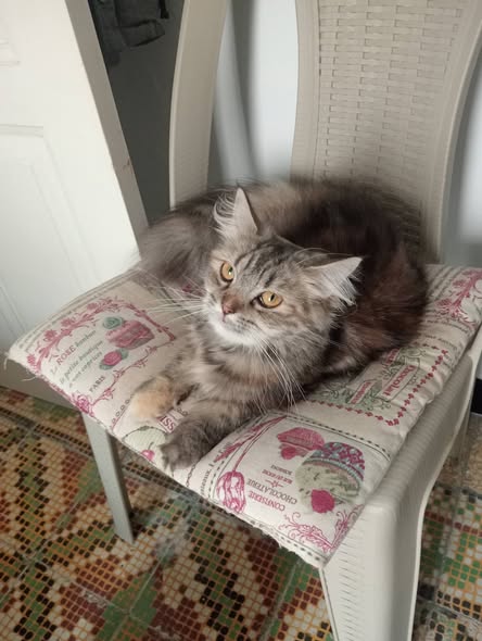 Chat à adopter
