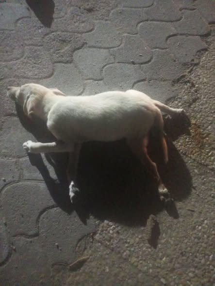 Chien à adopter — Adoption d'animaux en Tunisie Ben Arous