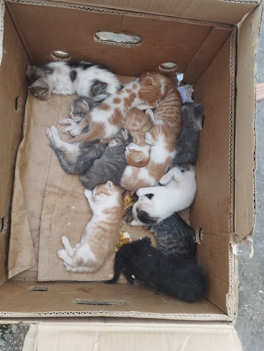 Chat à adopter