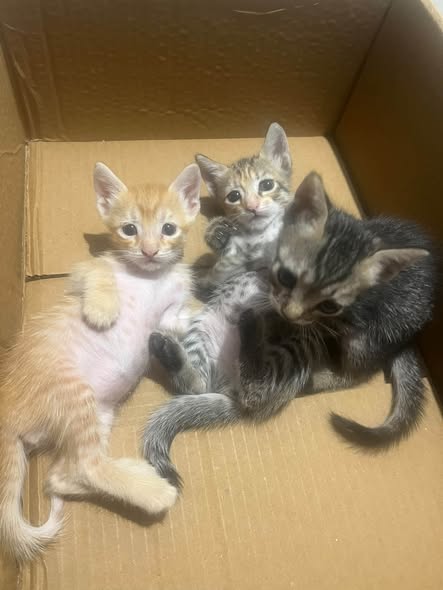 Chat à adopter