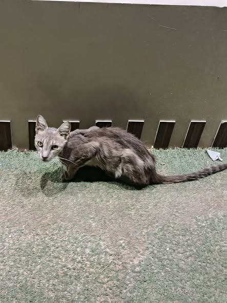 Animal à adopter