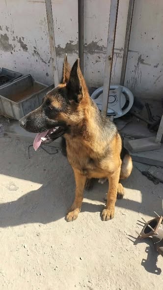 Chien à adopter