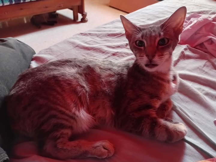 Chat à adopter