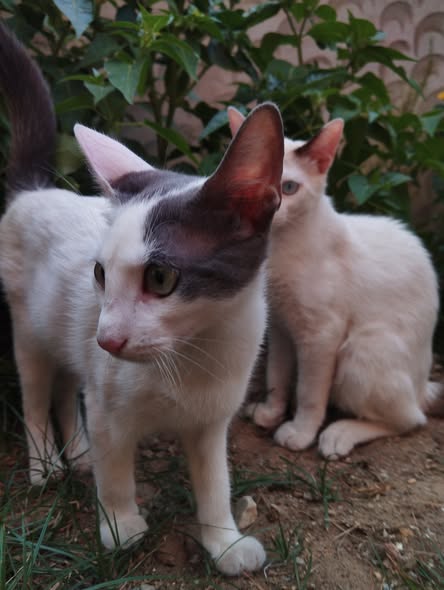 Chat à adopter