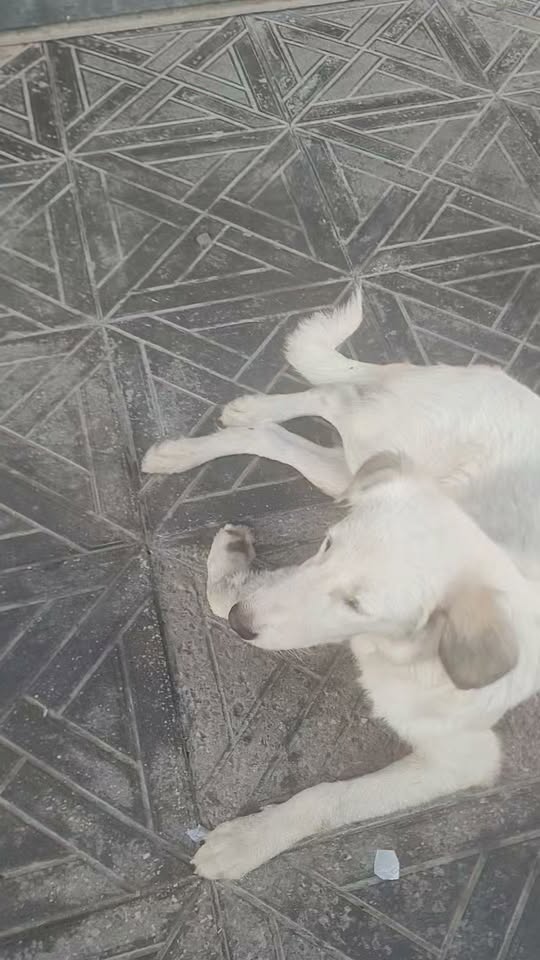 Chien à adopter