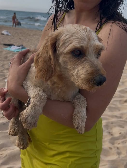 Chien à adopter
