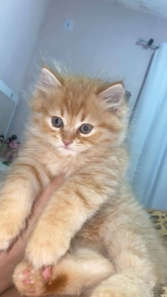 Chat à adopter