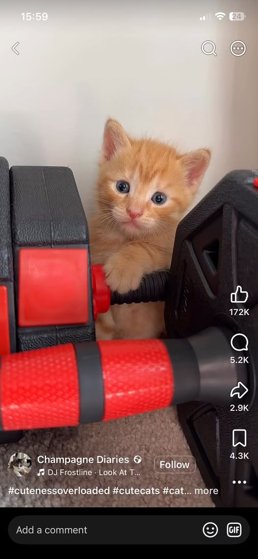 Chat à adopter — تبني الحيوانات في تونس سوسة