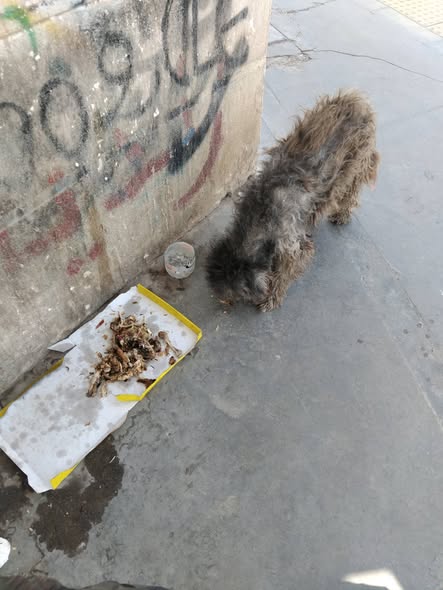 مطيش