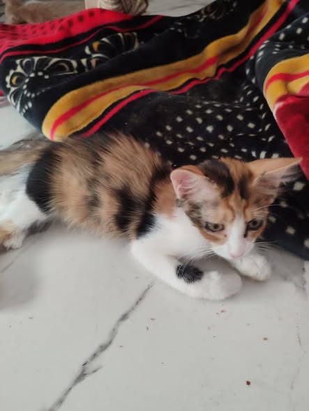 Chat à adopter