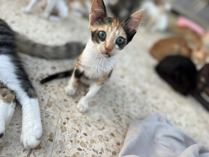 Chat à adopter