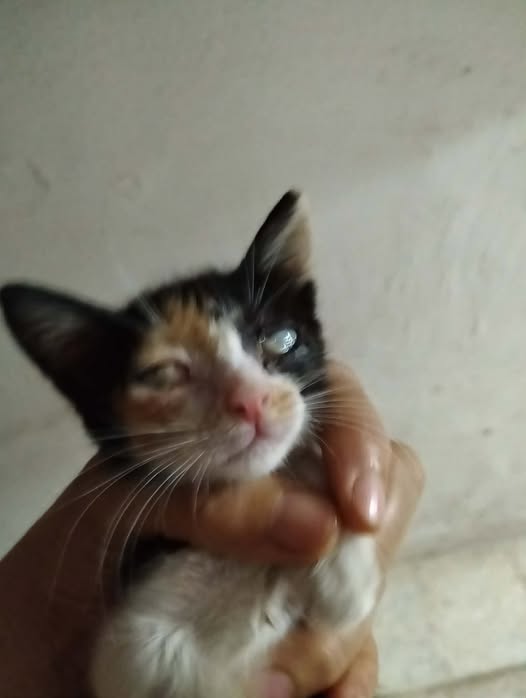 قطوس