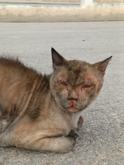 Chat à adopter — Pet adoption in Tunisia Sfax