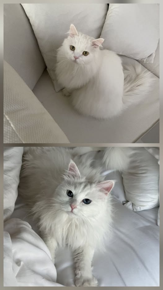 Angora et Ragdoll