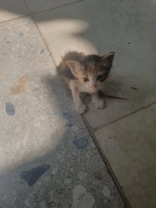 Chat à adopter
